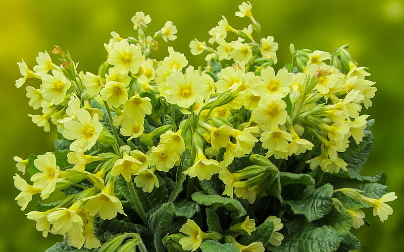 HD wallpaper cowslip yellow nature spring close up flowers primula   Wallpaper Flare