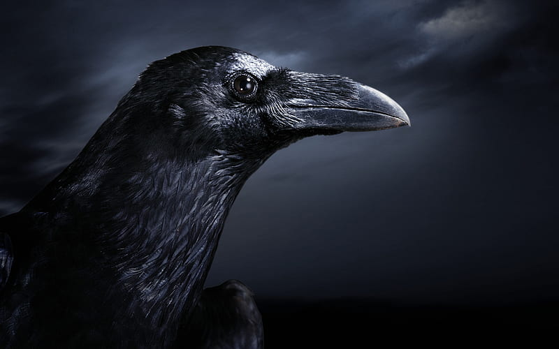 Raven, creepy, black, Halloeen, HD wallpaper