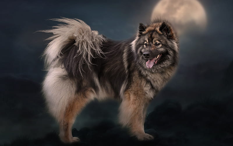 Eurasier, Eurasian dog, furry domestic dog, pets, German dog breeds, HD wallpaper