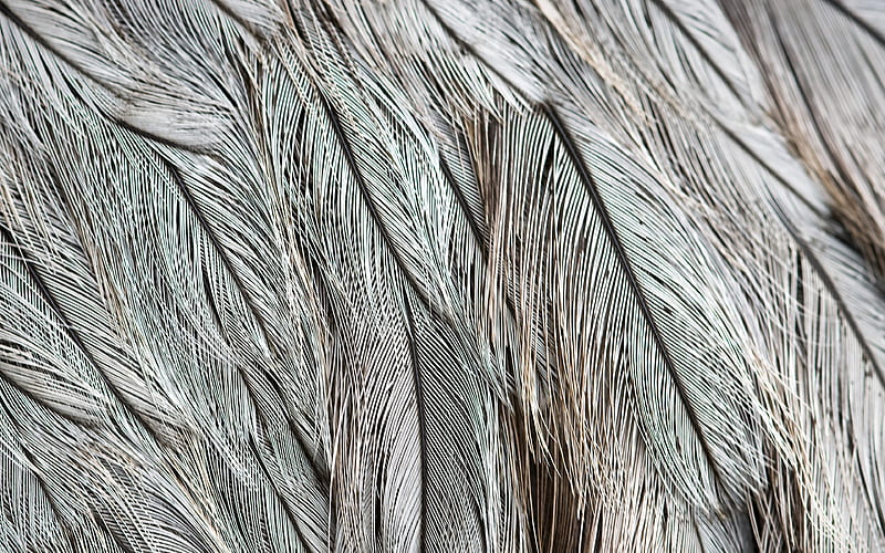 gray feathers macro, feathers backgrounds, background with feathers, feathers textures, gray feathers background, feathers patterns, HD wallpaper