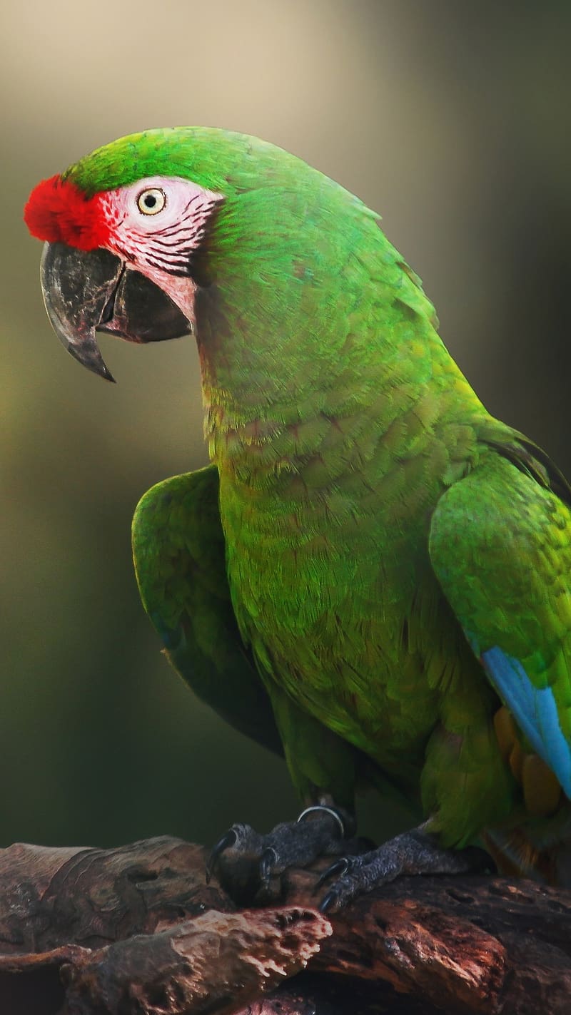 Parrot Ka, Military macaw Birds, bird, HD phone wallpaper