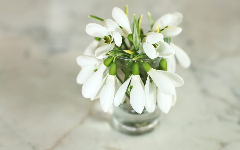snowdrops, white spring flowers, a bouquet of snowdrops, spring, spring flowers, HD wallpaper