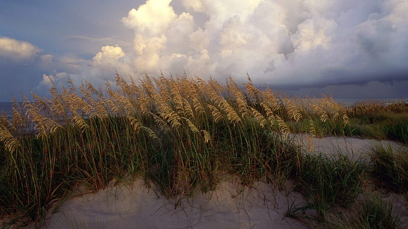 cape hatteras seashore in north carolina, beach, reeds, clouds, sea, dune, HD wallpaper