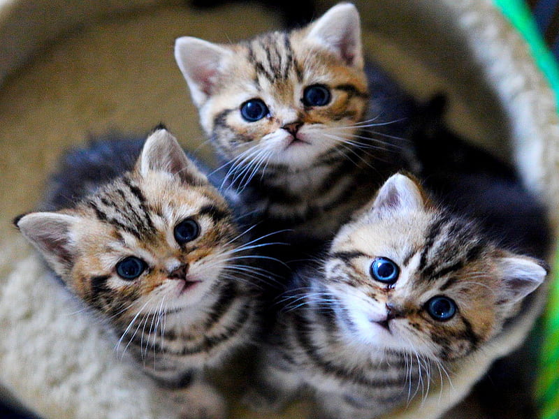 The ADORABLE THREE, kittens, cute, pets, animals, HD wallpaper ...