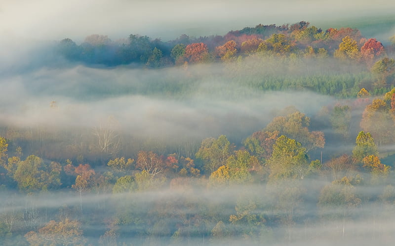 Forest in Mist, HD wallpaper