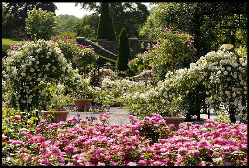 Beautiful Rose Garden, garden, flowers, nature, rose, HD wallpaper