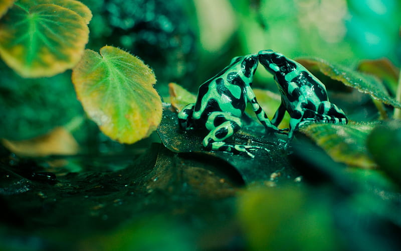 Slimy affection, frog, green, kiss, animal, leaf, HD wallpaper
