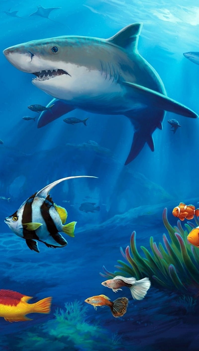 Shark, fish, underwater, HD phone wallpaper