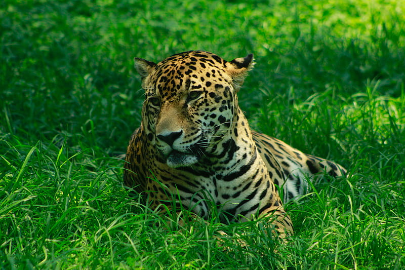 leopard, predator, grasses, big cat, wild, HD wallpaper