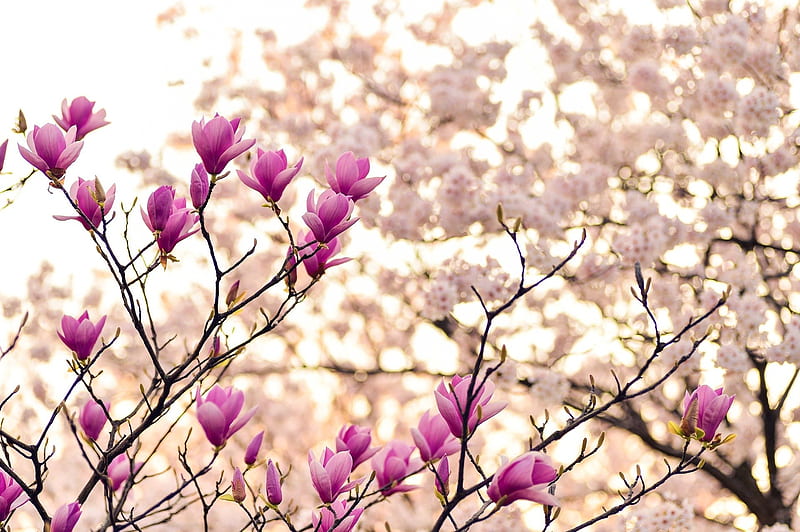 Magnolia, rosa, textura, flor, primavera, primavara, piel, Fondo de  pantalla HD | Peakpx