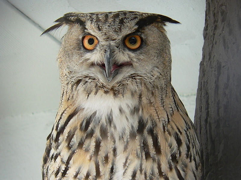 *** Owl ***, zwierzeta, szara, sowa, ptaki, HD wallpaper