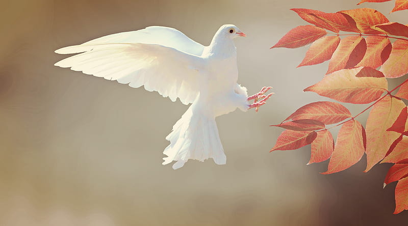 White pigeon, pigeon, wings, autumn, orange, toamna, dove, porumbel, white, feather, HD wallpaper