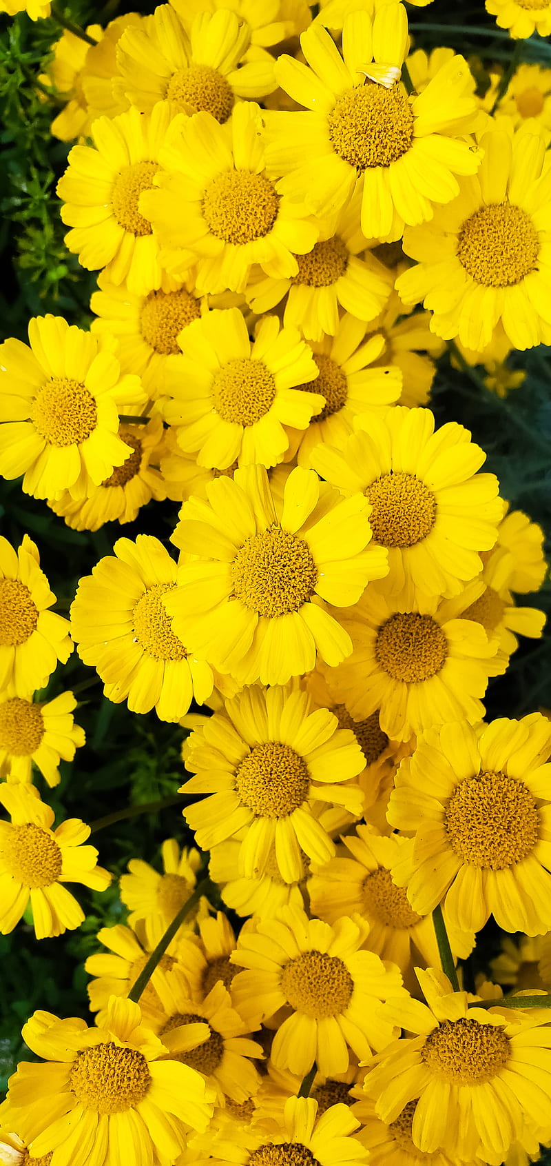 Yellow flowers, color, nature, summer, warm, HD phone wallpaper