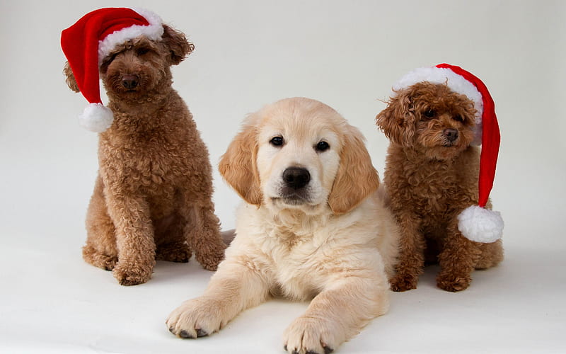 Christmas, New Year, dogs, Poodle, Golden Retriever, puppies, year dog concepts, HD wallpaper