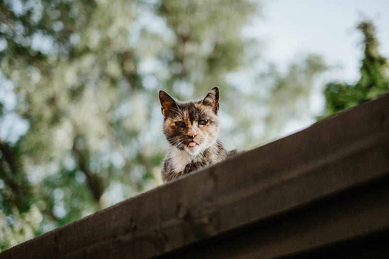 selective focus graphy of calico cat on roof, HD wallpaper