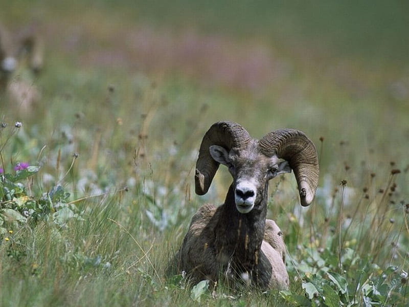 Bighorn-Sheep, in grass, sheep, bighorn, cool, HD wallpaper