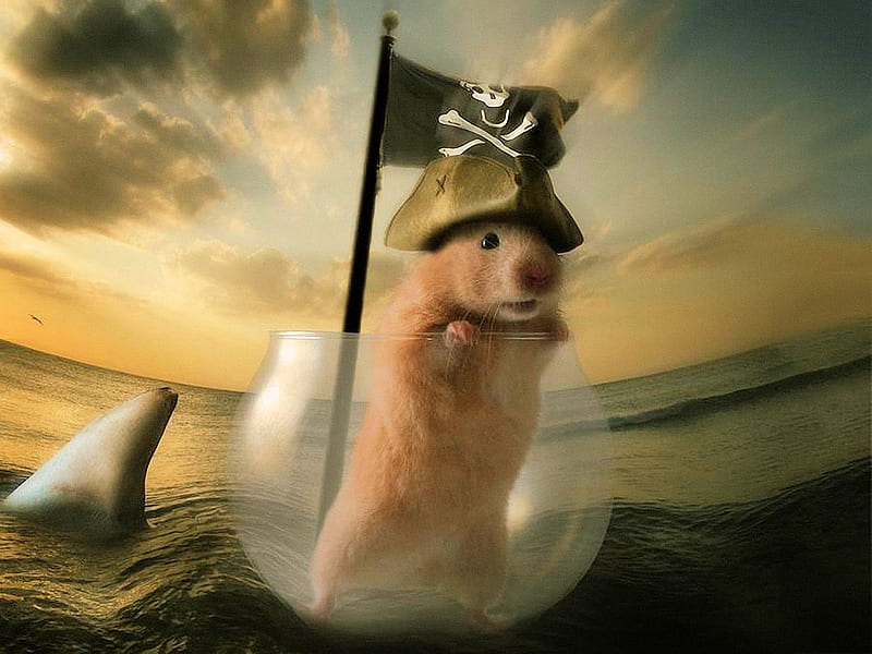 Pirate Hamster - Jack Sparrow, glass, shark, funny, clouds, sky, animal, sea, flag, HD wallpaper