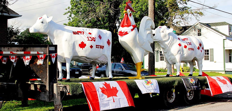 Red And White Cows, Summer, Flags, Abstract, Canada Day Float, graphy, Cows, Animals, HD wallpaper