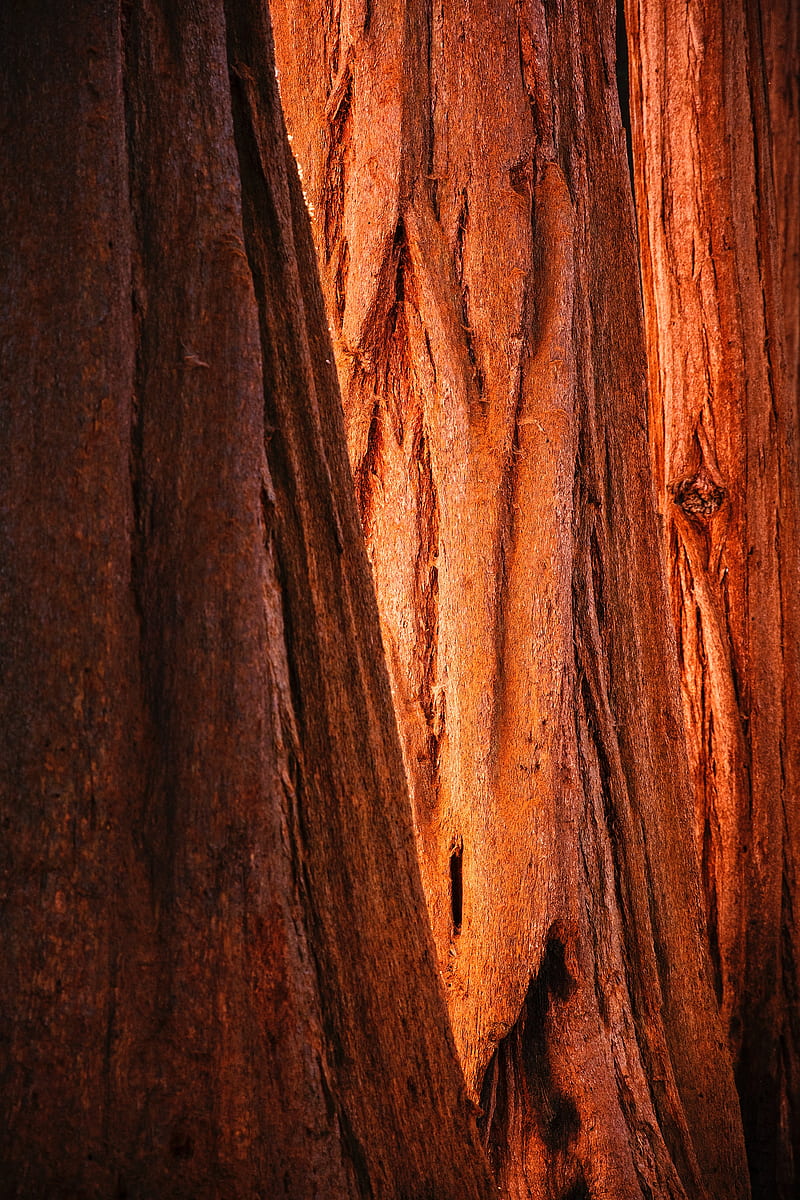 bark, wood, texture, brown, HD phone wallpaper
