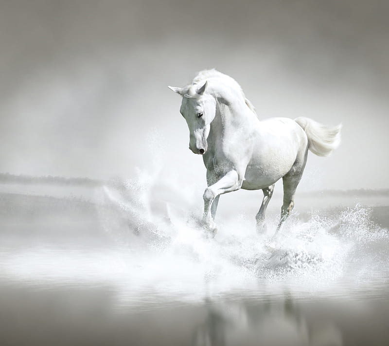 White Horse, animal, cool riding, water, whote horse, HD wallpaper