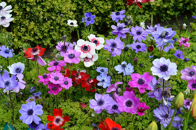 Anemone flower, pretty, summer, garden, flower, bonito, spring, meadow, anemone, HD wallpaper