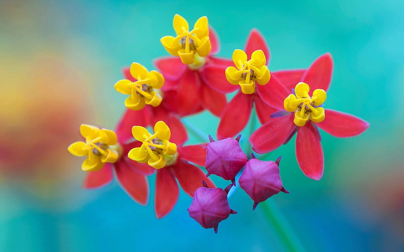 Hermosas flores, macro, flores, exóticas, naturaleza, pétalos, Fondo de pantalla HD | Peakpx Hermosas flores, macro, flores, exóticas, naturaleza, pétalos, Fondo de pantalla HD | Peakpx