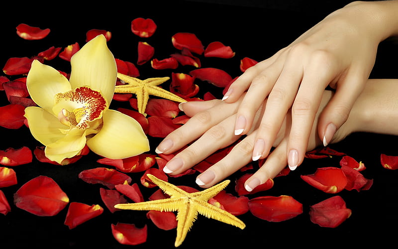 Rose Petals, red, pretty, rose, manicure, bonito, graphy, flowers, beauty, red petals, lovely, romantic, romance, colors, roses, starfish, hands, orchid, nature, petals, HD wallpaper