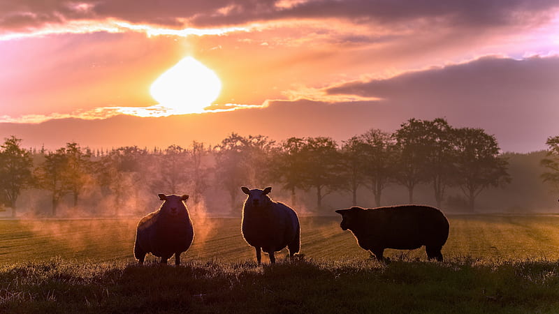 Animal, Sheep, Pasture, Sunset, HD wallpaper