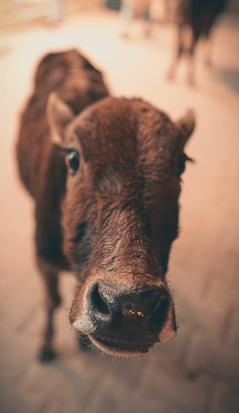 brown cow in close up graphy, HD phone wallpaper