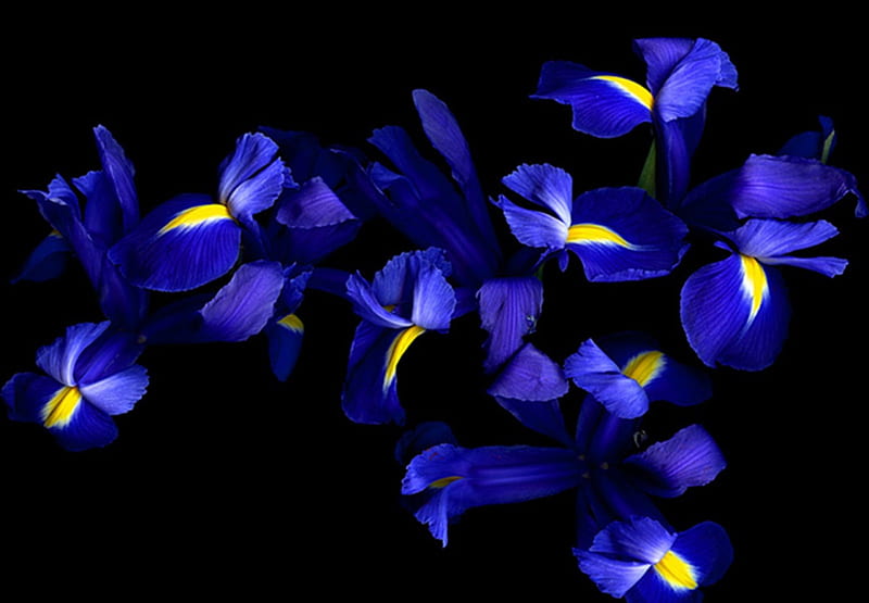azul, flor, flores, violeta, Fondo de pantalla HD | Peakpx