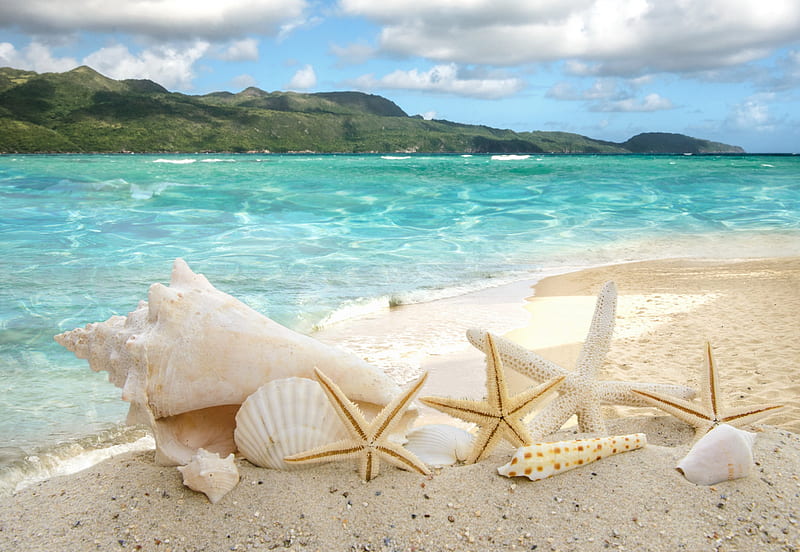 Summer Time, seashells, ocean, sky, clouds, starfish, sea, splendor, summer, nature, shells, HD wallpaper