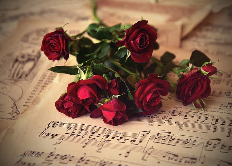 ✿⊱ ღℒ❤ѵℯღ ⊱✿﻿, rose, love, flower, bonito, sheet music, HD wallpaper