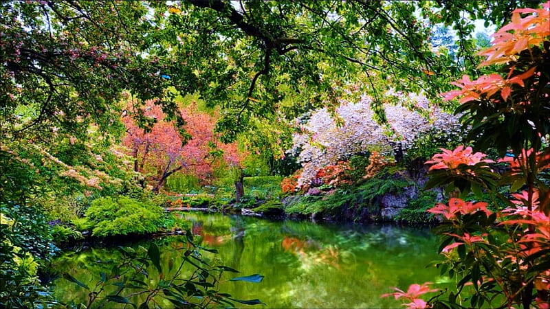 Blossoming Park in the Spring, flowering trees, trees, parks, green ...