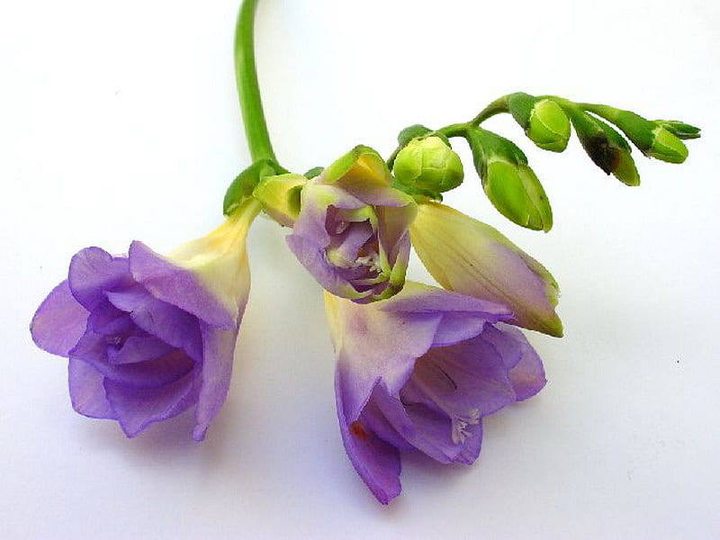 sia, flower, simple, purple, HD wallpaper