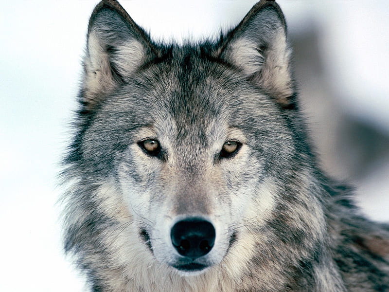 Bonito lobo, lobo, mamíferos, lobos, animales, Fondo de pantalla HD | Peakpx