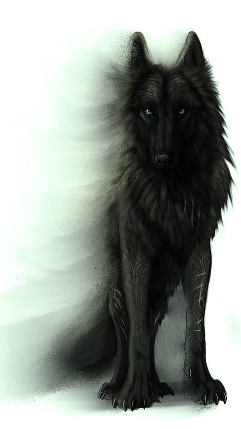 Wolf, black, dog, shadow, HD phone wallpaper