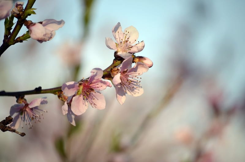 Flor de durazno, árbol, flor, naturaleza, primavera, melocotón, Fondo de  pantalla HD | Peakpx