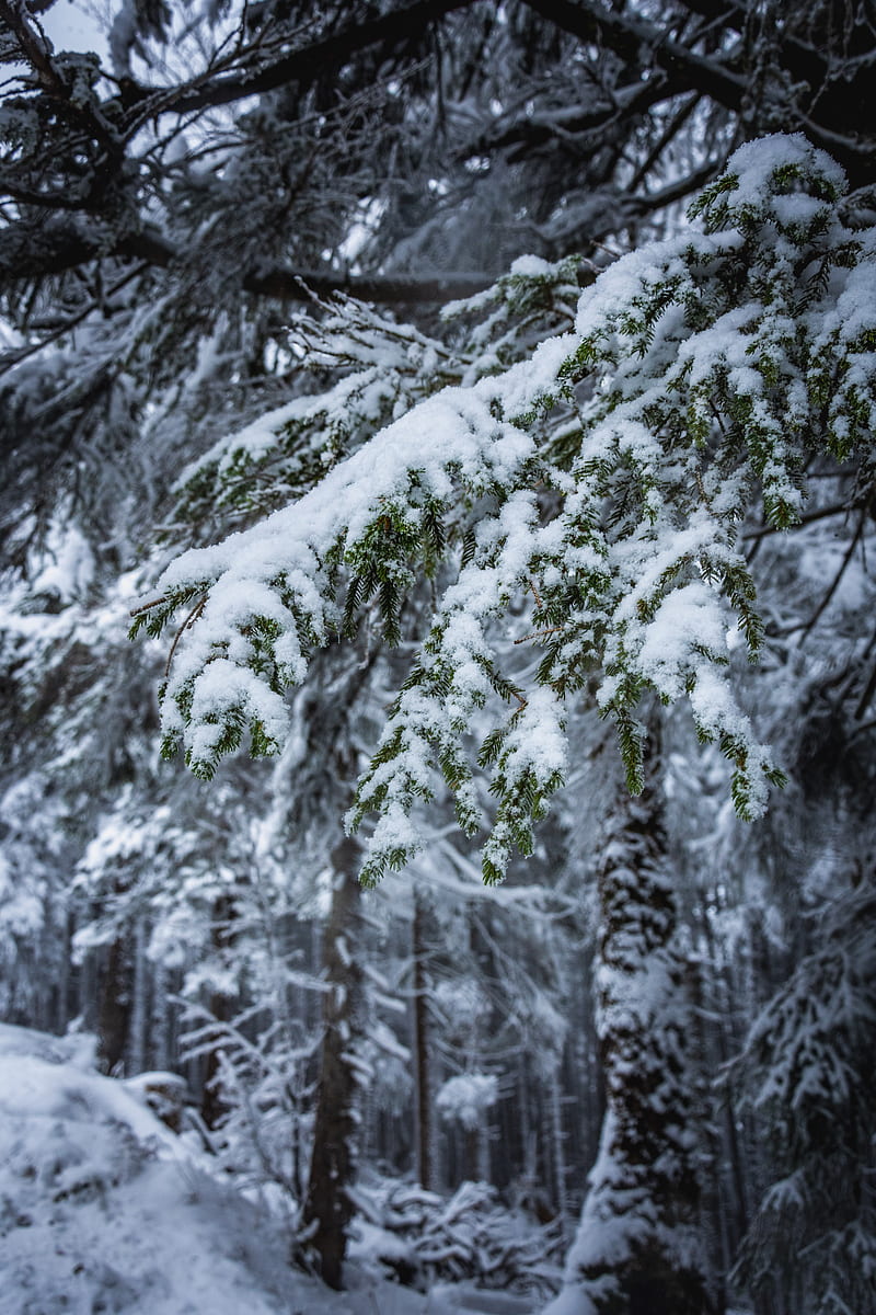 branches, snow, trees, winter, HD phone wallpaper