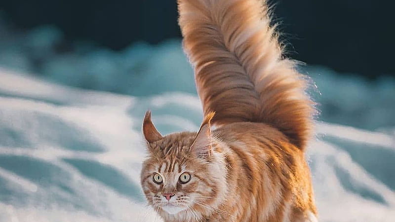 Gato de cola esponjosa blanca marrón en desenfoque de gato, Fondo de pantalla HD | Peakpx