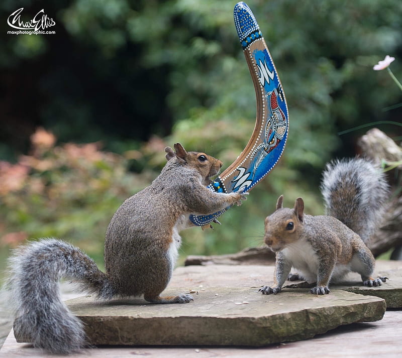 Let's play!, max ellis, squirrel, funny, couple, animal, play, blue, HD wallpaper