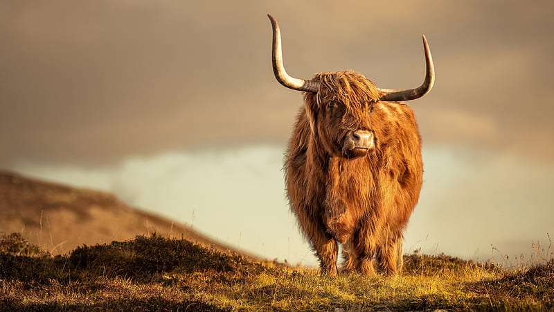 Brown Highland Cattle Cow Is Standing In Blur Background Animal, HD wallpaper
