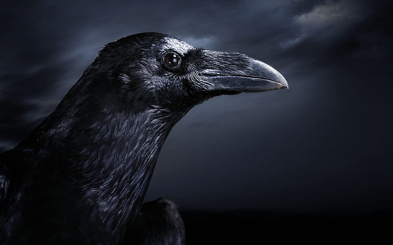Night Black Crow, HD wallpaper