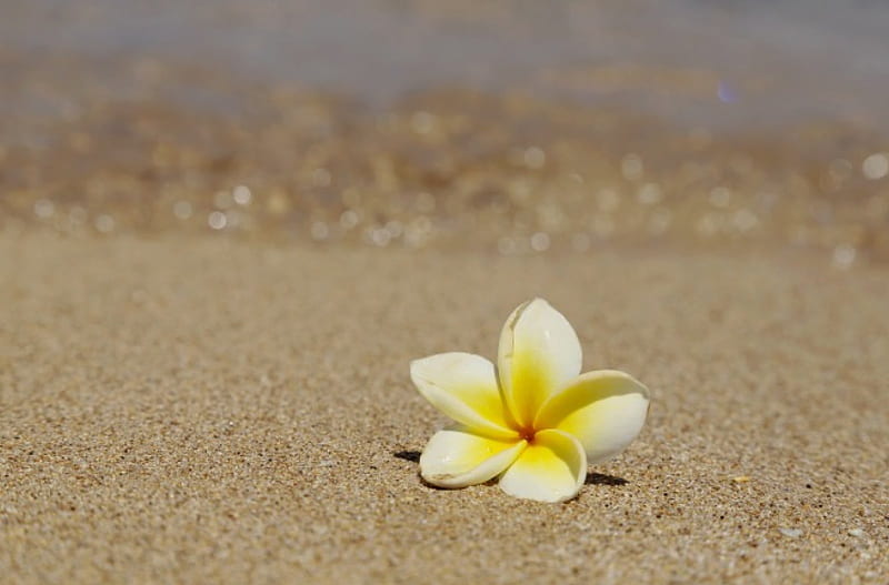 Beautiful Frangipani Plumeria Tropical Flower on Sandy Beach Hawaii, polynesia, plumeria, yellow, bonito, sea, beach, sand, exotic, islands, lei, ocean, hawaii, frangipani, paradise, flower, island, tropical, hawaiian, HD wallpaper