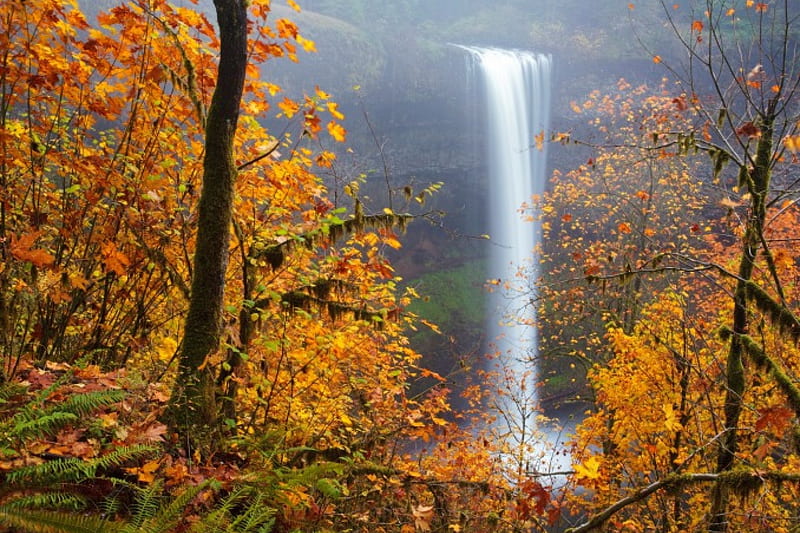 Silver Falls State Park, Fall, Sliver Falls, waterfall, Park, trees, Autumn, HD wallpaper