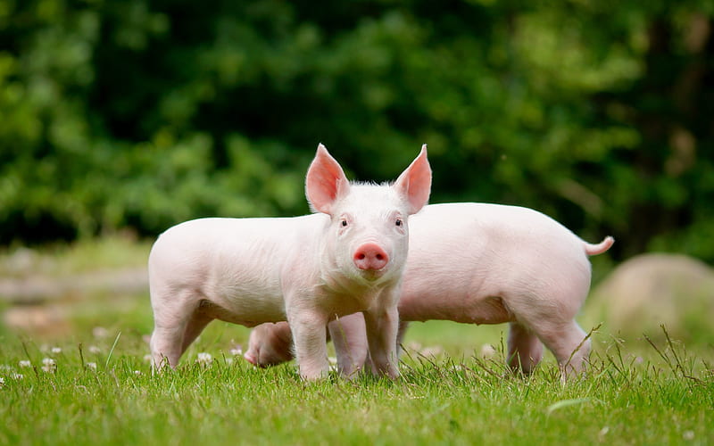 piglets, lawn, small pigs, farm, pigs, funny animals, pets, HD wallpaper