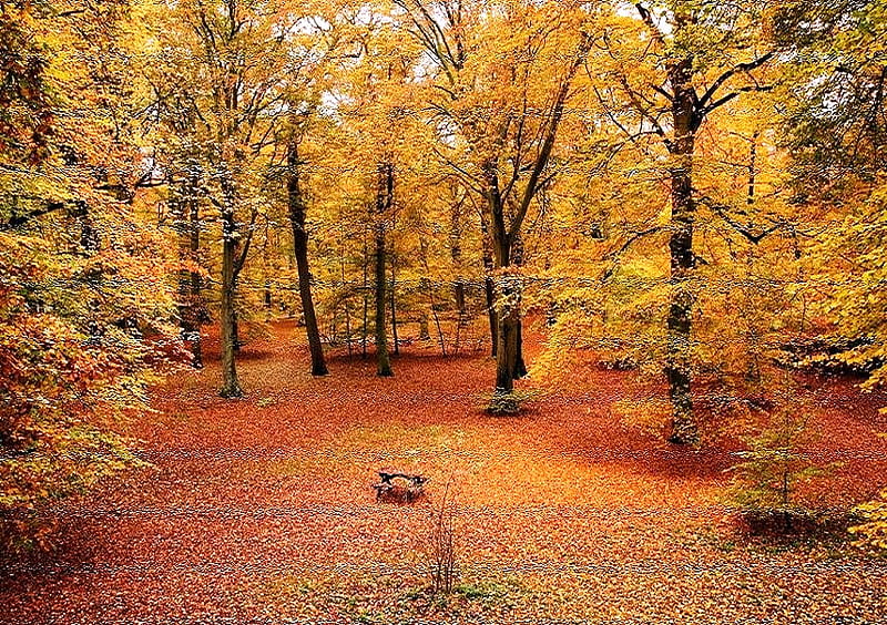 Autumn picnic, autumn, gold, orange, yellow, picnic table, trees, ground cover, HD wallpaper
