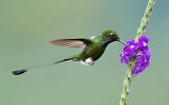 Hummingbird, cute, pasare, colibri, pink, HD wallpaper | Peakpx