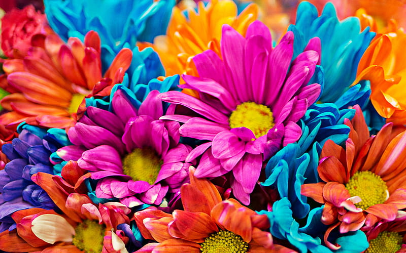 colorful flowers, bouquet of colorful flowers, beautiful flowers, colorful bouquet, macro, HD wallpaper