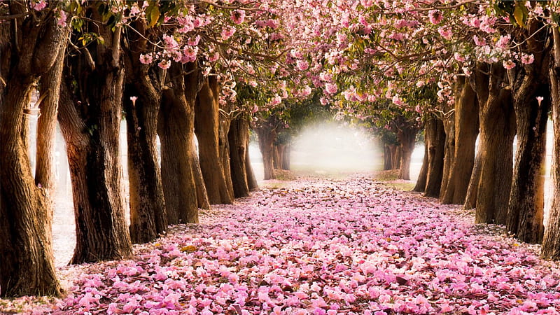 Tunnel of Spring Trees, soft, spring, trees, summer, flowers, path, petals, lane, road, pink, HD wallpaper