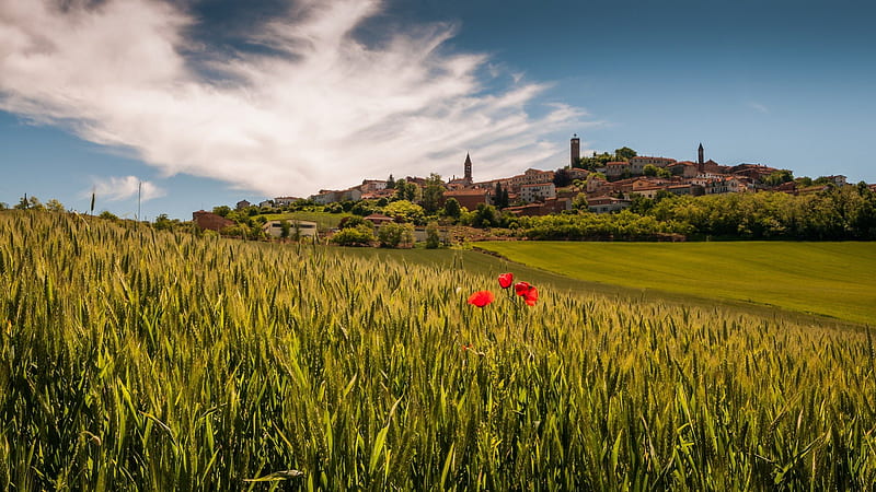 poppy fields around a town in piedmont italy, hills, town, flowers, fields, sky, HD wallpaper